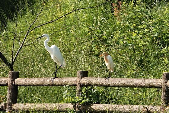 ダイサギ（左）とアマサギ（右）